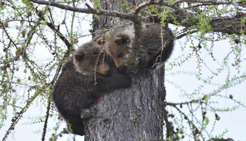 Ďalšiu dedinu trápi pohyb medvedice v blízkosti domov. Prechádza sa tade aj s mláďatami