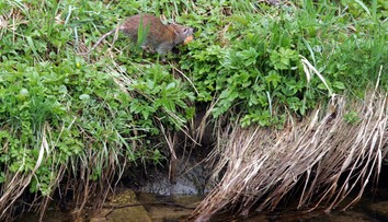V európskych metropolách sa premnožili potkany. Experti za tým vidia dva dôvody