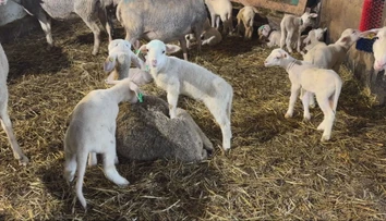 Veľká noc už zamestnáva farmárov. Na Slovensku je čoraz väčší dopyt po jahňacine