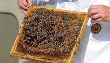 „Med za 5 eur? Skús si ho urobiť sám.“ Slovenský včelár baví internet