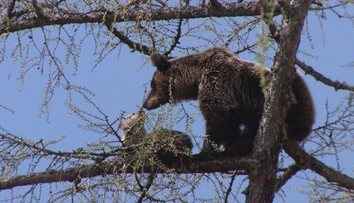 Ďalšia medvedica sa priblížila k ľuďom. Videli ju aj s mláďatami pri obci Abrahám