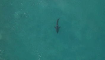 Nepríjemná náhoda: Surfér pre dvoma rokmi "zbil" žraloka, teraz si ho opäť našiel