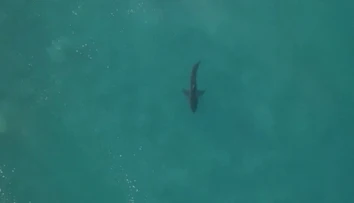 Nepríjemná náhoda: Surfér pre dvoma rokmi "zbil" žraloka, teraz si ho opäť našiel