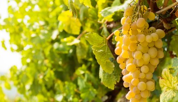 Milujete hrozno? Vedci zistili, že má výborné účinky pri jednej skupine ľudí