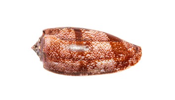 Pavel našiel na pláži v Egypte prekrásnu mušľu. Keď zistil, čo to je, zostal v úplnom šoku