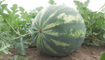 Mysleli ste si, že horúčavy melónom pomáhajú? Farmári vysvetľujú, prečo je to naopak