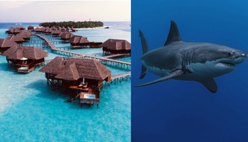 Nočná mora na svadobnej ceste: Ženícha vo vysnívanom dovolenkovom raji brutálne napadol žralok