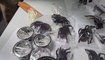 VIDEO: Polícia ostala v nemom úžase. Muž na svojom tele pašoval stovky tarantúl