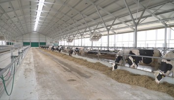 Staré kravíny nahrádzajú luxusné maštale. Zvieratá v nich doja roboty a podlahy zotierajú stroje