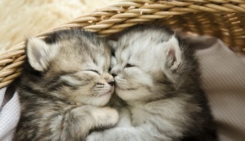 Nechceme nikomu pokaziť ráno, no toto by ste o vašich miláčikoch mali vedieť