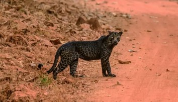 VIDEO: Muž bol šťastím bez seba. Podarilo sa mu zachytiť vzácneho čierneho leoparda