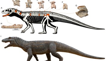 V Brazílii našli fosíliu doteraz neznámeho jaštera. Objav pomáha ozrejmiť kľúčový moment v histórii života