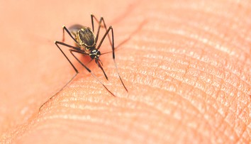 USA zaznamenali prvé lokálne šírenie závažného infekčného ochorenia, ktoré prenášajú komáre