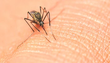 USA zaznamenali prvé lokálne šírenie závažného infekčného ochorenia, ktoré prenášajú komáre