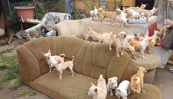 Žena na Považí chovala doma vyše 100 psov. Krížili sa medzi sebou, mnohé sa narodili s poruchami