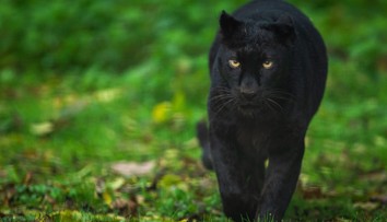 V Česku sa pohybuje záhadná čierna šelma. Môže ísť o leoparda
