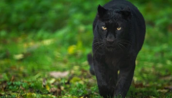 V Česku sa pohybuje záhadná čierna šelma. Môže ísť o leoparda