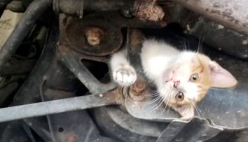 Mačiatko pred istou smrťou zachránila pozornosť vodiča