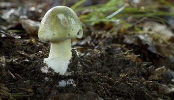 Zomreli najmenej štyria ľudia. Aj malá chyba pri zbere húb môže byť fatálna