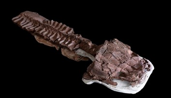 V Afrike našli fosíliu obrovskej šelmy, ktorá žila dávno pred dinosaurami