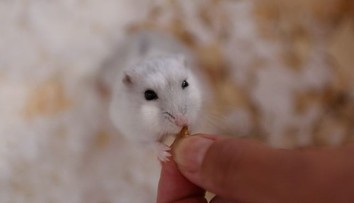 Ženu uhryzol škrečok. V sprievode svojich dvoch detí zomrela pred dverami nemocnice