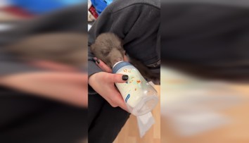 Po tragédii prichádza z Bojníc novinka: Takto to vyzerá s medvedíkmi po zastrelenej matke