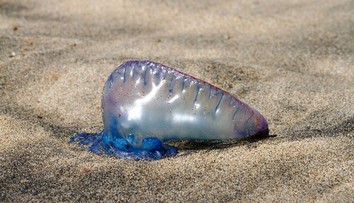 Pláže vo Francúzsku zaplavili zvláštne tvory. Ich 30-metrové chápadlá sú nebezpečné aj po smrti