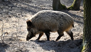 Mimoriadna poľovačka v meste. Ľudí žiadajú, aby nevychádzali von