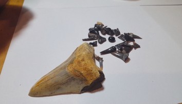 Pri Lučenci našli zuby obrov. Vedci sa tam prekopali do minulosti