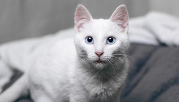 Žena musela vo vlaku zaplatiť vysokú pokutu. Dôvodom bolo hlasné mňaukanie kocúra