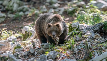 V Poľsku neďaleko hraníc so Slovenskom zabíjal medveď. Žena utrpela rozsiahle zranenia, na mieste zomrela