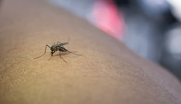 Nie je to krvnou skupinou ani farbou pokožky. Vedci odhalili, čo komáre naozaj priťahuje a čo odpudzuje