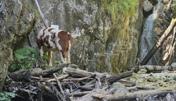 Zatúlanú kravu, ktorá sa ocitla pri vodopáde v Slovenskom raji, utratili