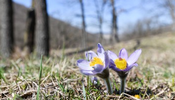 Marec bol v Európe historicky najteplejší od začiatku meraní. Extrémy padali aj na Slovensku