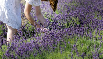 Slovenské Provensálsko. Na týchto miestach si môžete sami nazbierať levandule (+ mapa)