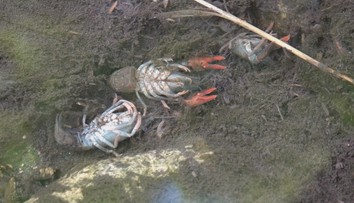 Úhyn rakov na Dunaji. Inšpektori zistili porušenie zákona