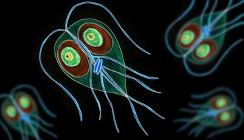 Veterinári upozorňujú na výskyt črevného parazita. Spôsobuje nepríjemné ochorenie, môže sa preniesť aj na človeka