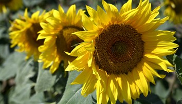 Nestále počasie na Slovensku. Striedanie horúčav a búrok pokračuje