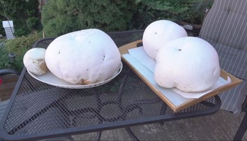 Huby veľké ako futbalová lopta. Pán Miroslav našiel gigantické vatovce