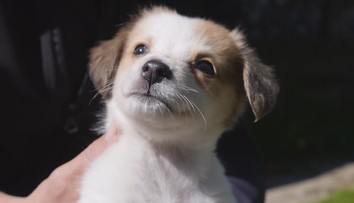 Povinné čipovanie má aj svoju odvrátenú tvár: Nemajetní radšej vyhodia zviera na ulicu