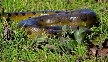 Všetci o nej hovoria, ale nikto ju nevidel. Dubnicou nad Váhom sa šíri, že tam anakonda zabíja labute