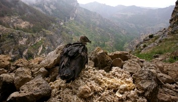 Vedci našli nečakaný zdroj archeologických pokladov. Neprístupné hniezda dravých vtákov sú ako okná do minulosti