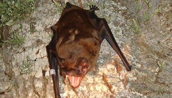 Vedci prvýkrát opísali, ako loví najväčší netopier Európy. Vtáky sú proti nemu bezmocné