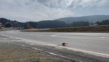 Na pohľad milý, no v skutočnosti nebezpečný. Na Donovaloch leží už niekoľko dní zrazené exotické zviera