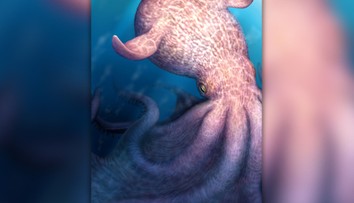 Mohli byť väčšie než vodné dinosaury. Vedci získali nové informácie o pradávnych obrovských chobotniciach