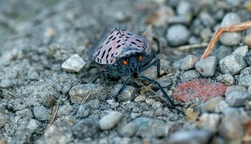 Do Európy sa dostal postrach poľnohospodárov. Prvé ohnisko obávaného škodcu objavili v maďarskom pohraničí