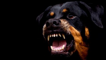 Tragédia vo Francúzsku: Rotvajler napadol a zabil chlapca (†9). Jeho otec psa dvakrát bodol, no už bolo neskoro