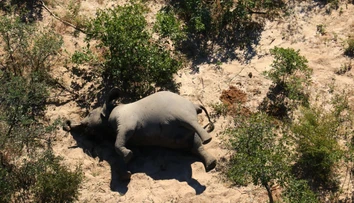 Chodili v kruhoch a nakoniec spadli na zem mŕtvi. Vedci rozlúštili záhadu hromadného úhynu slonov v Afrike