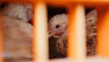 Lacná hydina z Číny zaplavuje Európu. Poľskí producenti bijú na poplach