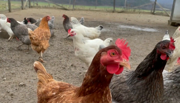 Slovákov čaká prekvapenie v obchodoch. Vajcia prejdú výraznou zmenou